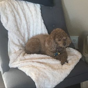 Meet your Posher, Dawn